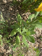 Rudbeckia hirta pulcherrima