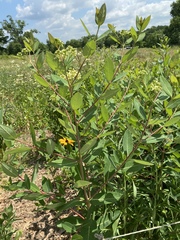 Apocynum × floribundum