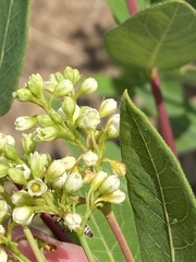 Apocynum × floribundum
