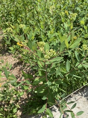 Apocynum × floribundum