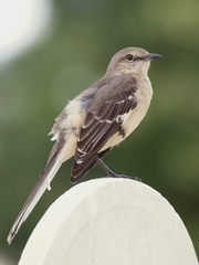 Mimus polyglottos