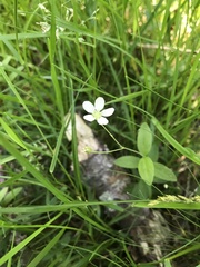 Moehringia