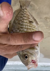 Amphistichus argenteus