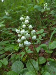 Pyrola media
