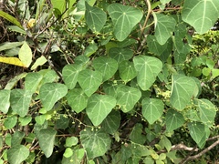 Stephania cephalantha