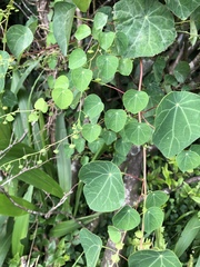 Stephania cephalantha