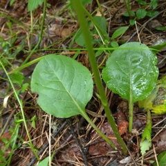 Pyrola media