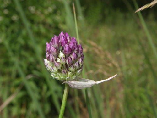 Purple-flowered Garlic