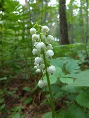 Pyrola media