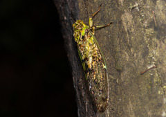 Tanna infuscata