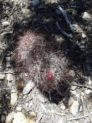Sclerocactus polyancistrus