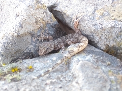 Phyllodactylus gerrhopygus