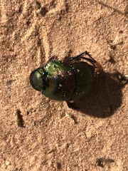 Phanaeus difformis