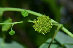 Stephania cephalantha