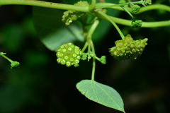 Stephania cephalantha