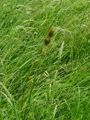 Alopecurus pratensis