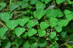 Stephania cephalantha