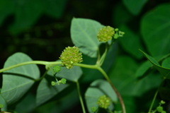 Stephania cephalantha