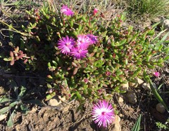 Lampranthus pauciflorus