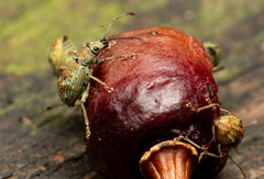Cyphicerini