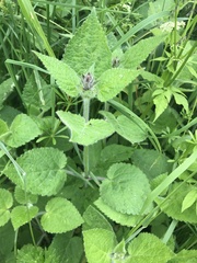Stachys sylvatica