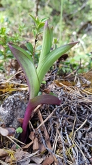 Epipactis atrorubens