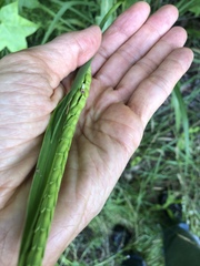 Tripsacum dactyloides