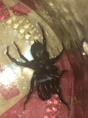Sphodros niger