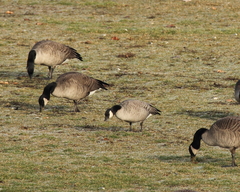 Branta hutchinsii hutchinsii