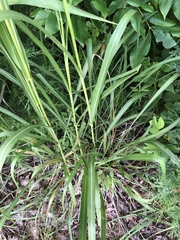 Tripsacum dactyloides