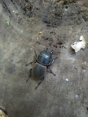 Apterodorcus bacchus