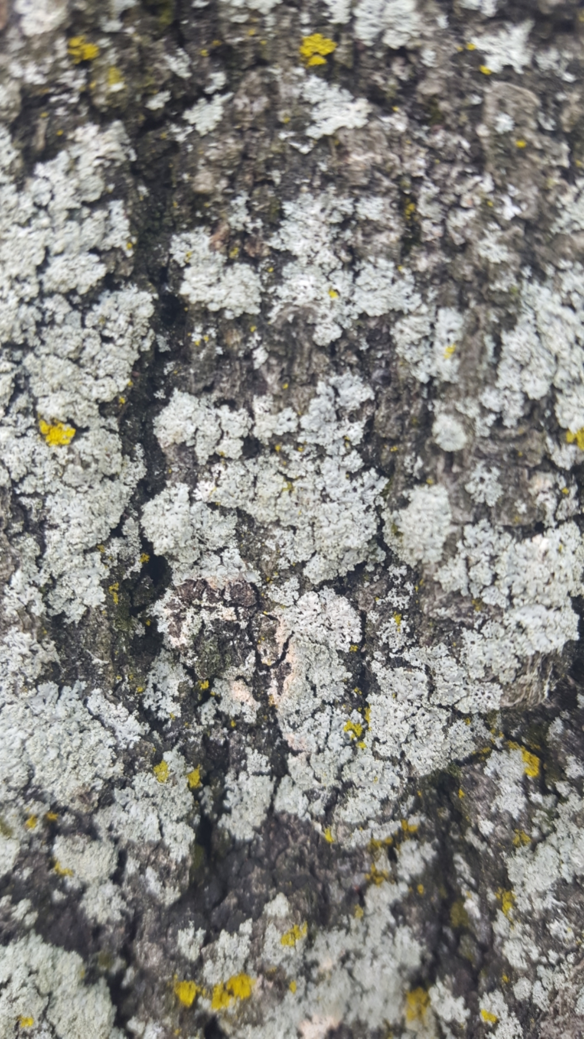 Physcia millegrana image