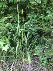 Tripsacum dactyloides