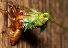 Tanna infuscata