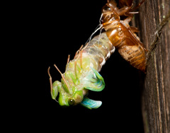 Tanna infuscata