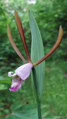 Cleistesiopsis bifaria