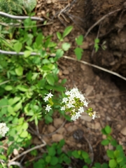 Valeriana californica