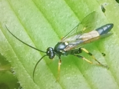 Ichneumon stramentor