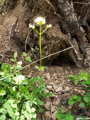 Valeriana californica