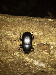 Coelometopus clypeatus