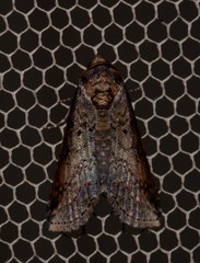 Lophoptera vittigera