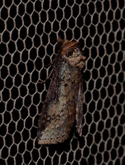 Lophoptera vittigera