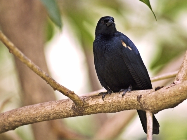 Tawny-shouldered Blackbird ( blackbirds of the USA (Icteridae) by ...