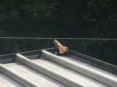 Cardinalis cardinalis