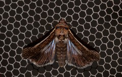 Lophoptera vittigera
