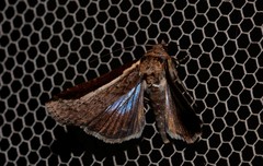 Lophoptera vittigera