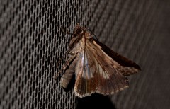 Lophoptera vittigera