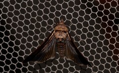 Lophoptera vittigera