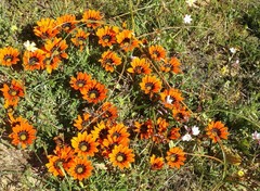 Gazania rigida
