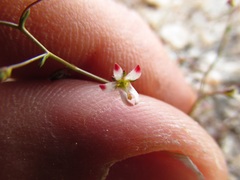 Nemacladus orientalis